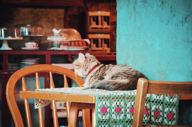 How to keep cats off counters