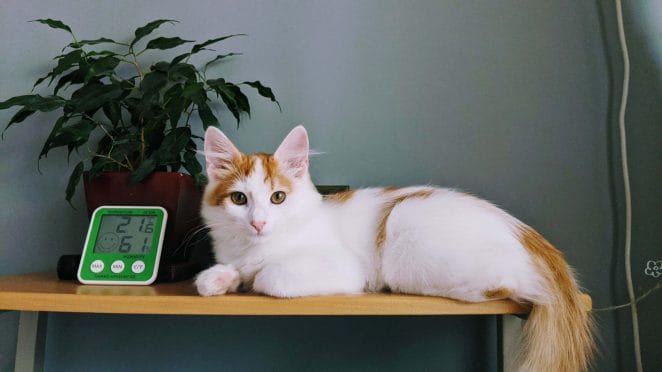 How to keep cats off counters