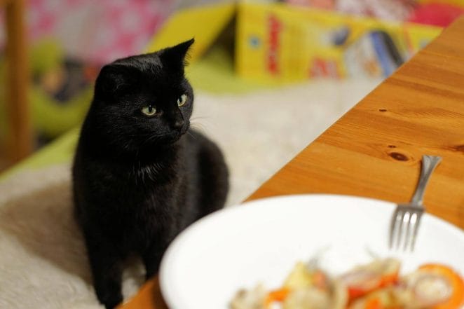 How to keep cats off counters