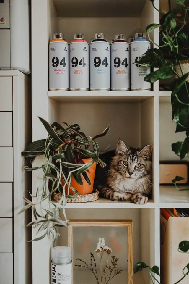 How to keep cats off counters