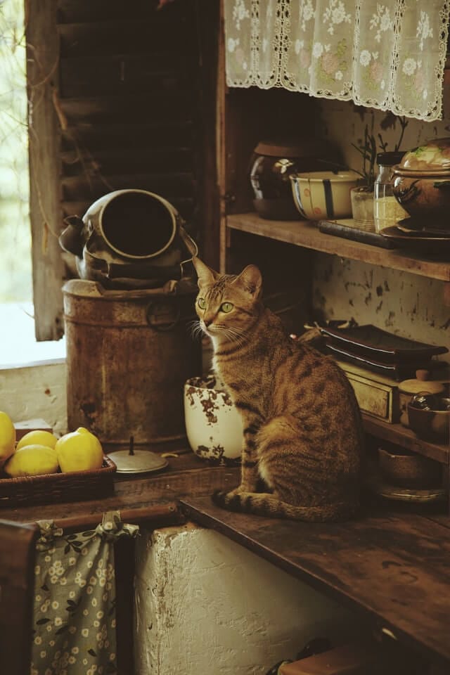 How to keep cats off counters