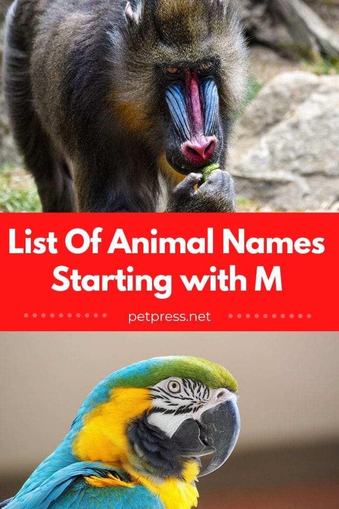 Animal names starting with m