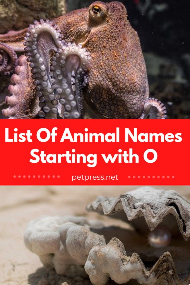 Animal names starting with o