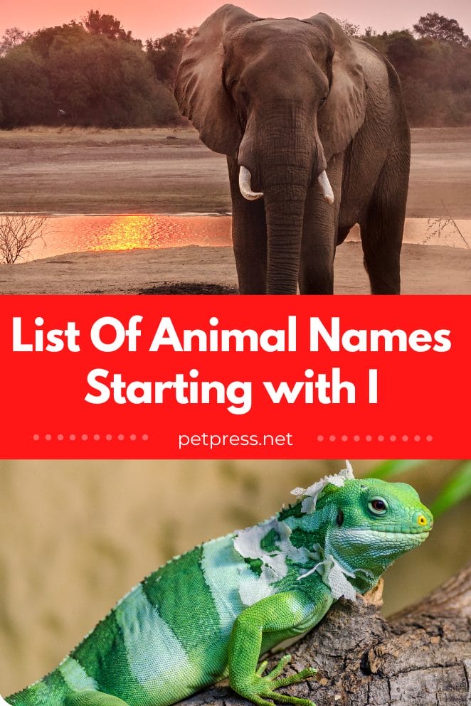 Animal names starting with I and their facts