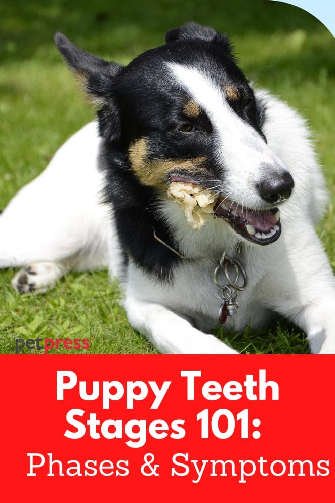 Puppy Teeth Stages 101 Phases & Symptoms