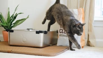 Types of cat litter
