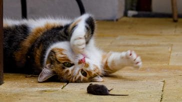 why do cats bring you dead animals