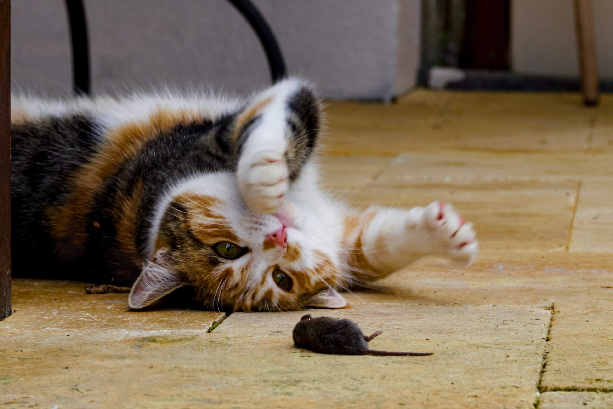 Explained: Why do cats bring you dead animals Explained: Why do cats bring you dead animals