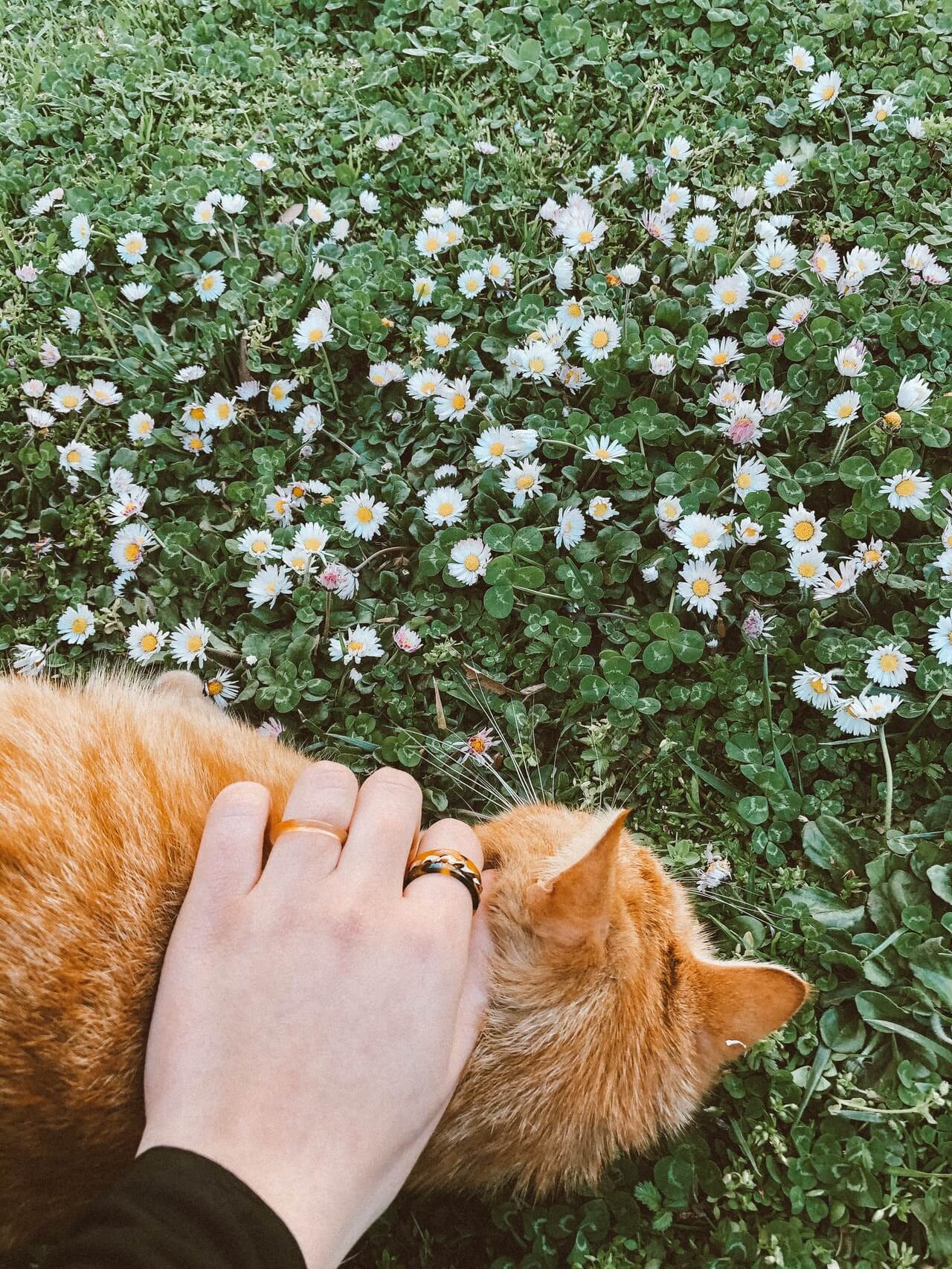 Why do cats like being petted The Science Behind It