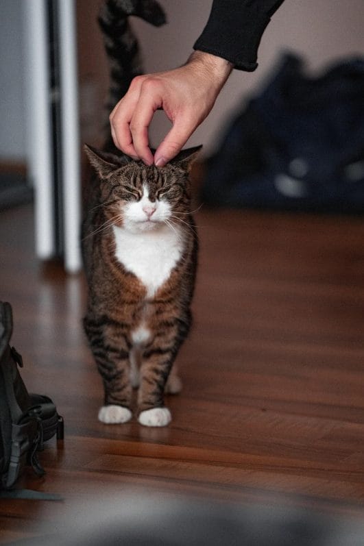 Why do cats like being petted The Science Behind It