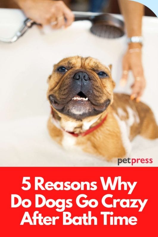 5 Reasons Why Do Dogs Go Crazy After Bath Time