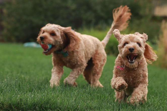 Why do dogs go crazy after bath