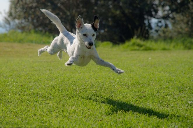 Why do dogs go crazy after bath