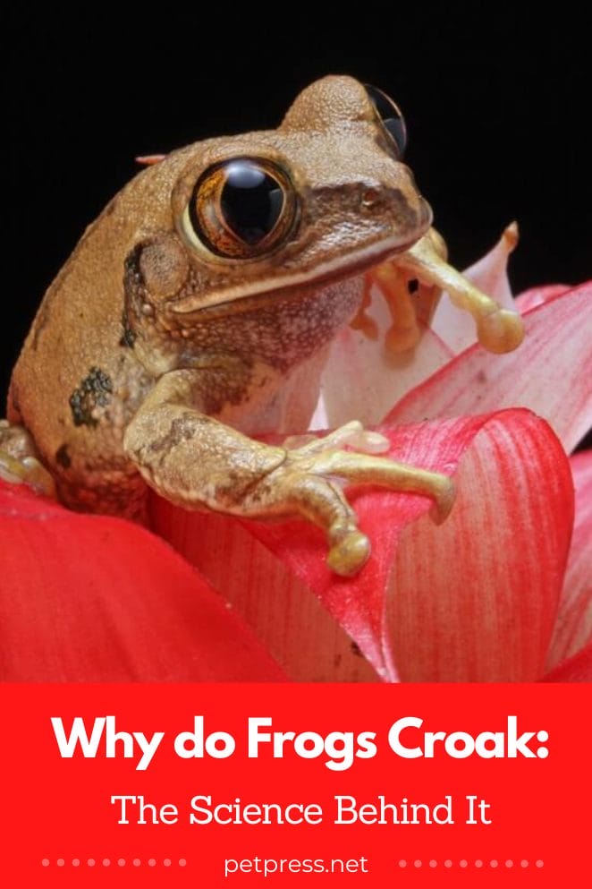 Why do frogs croak