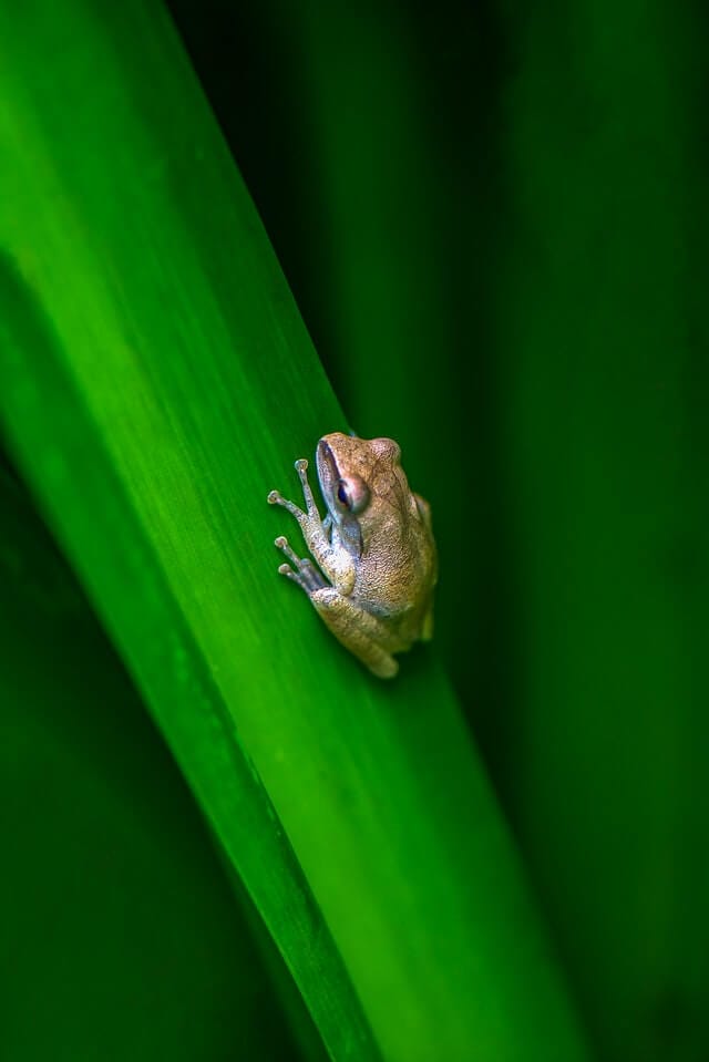 Why do frogs croak