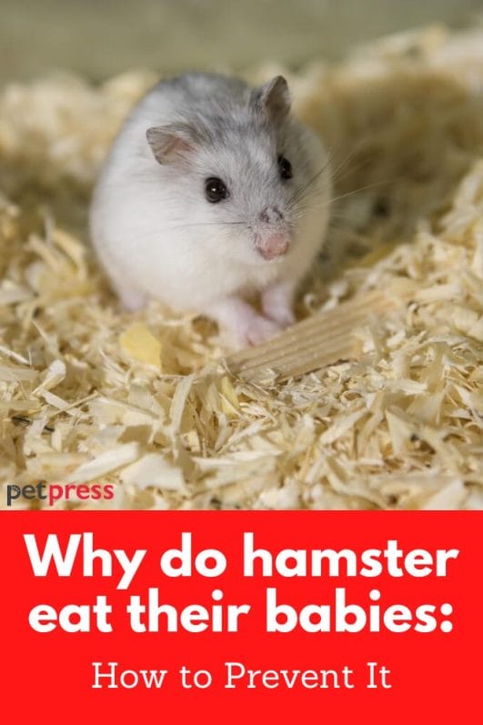 Why do hamster eat their babies How to Prevent It