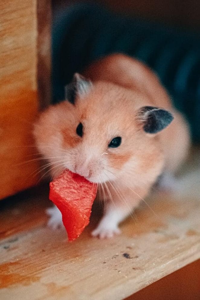 Why do hamster eat their babies