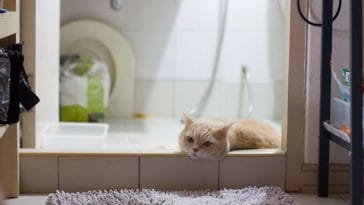 Why does my cat follow me to the bathroom: 5 Reasons