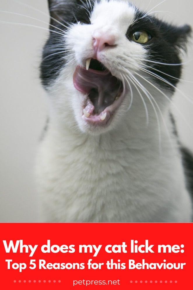 Why does my cat lick me Top 5 Reasons for this Behaviour