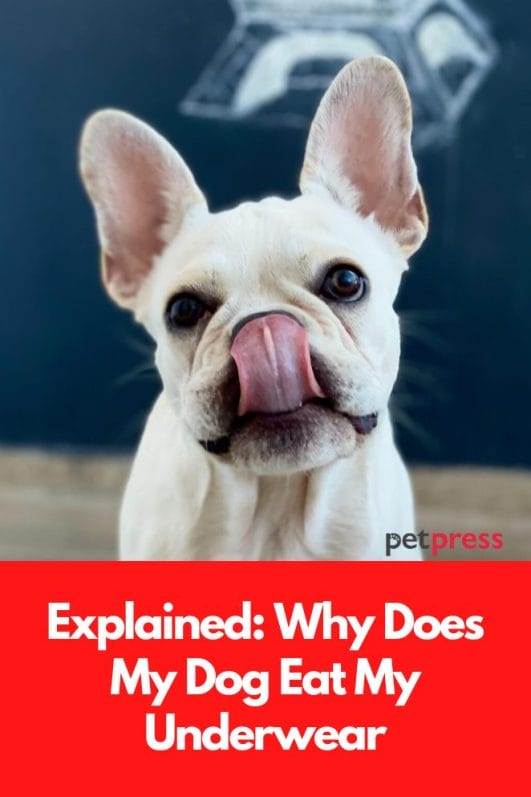 Explained Why Does My Dog Eat My Underwear