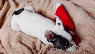 Why Does My Dog Eat My Underwear