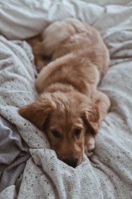 Answered: Why Does My Dog Pee on the Bed