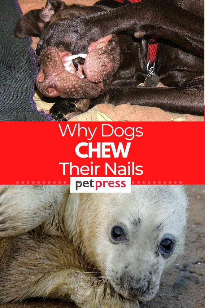 Why dogs chew their nails