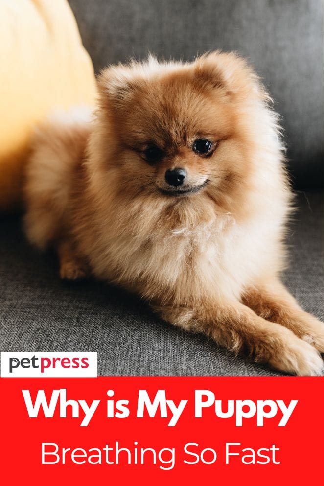 Why Is My Puppy Breathing So Fast? The Cause of Rapid Dog Respiration