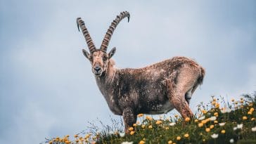 Animal names starting with i