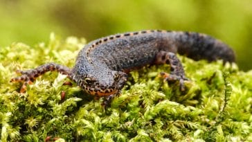 Animal names starting with n