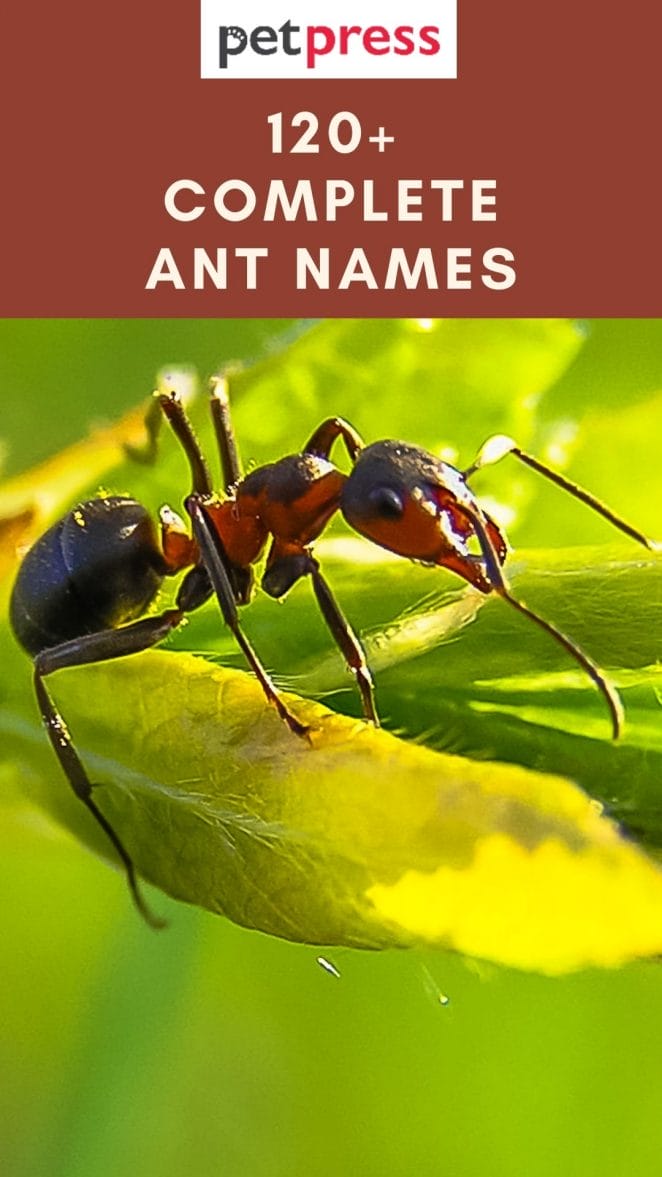 ant-names