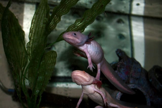 axolotl-have-teeth
