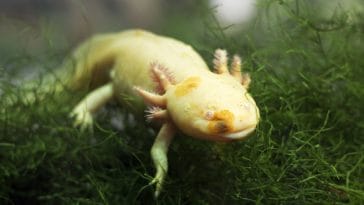 axolotl-teeth