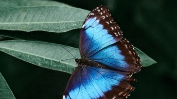 blue-butterfly-names