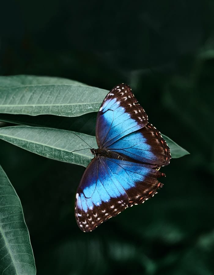 blue-butterfly-names