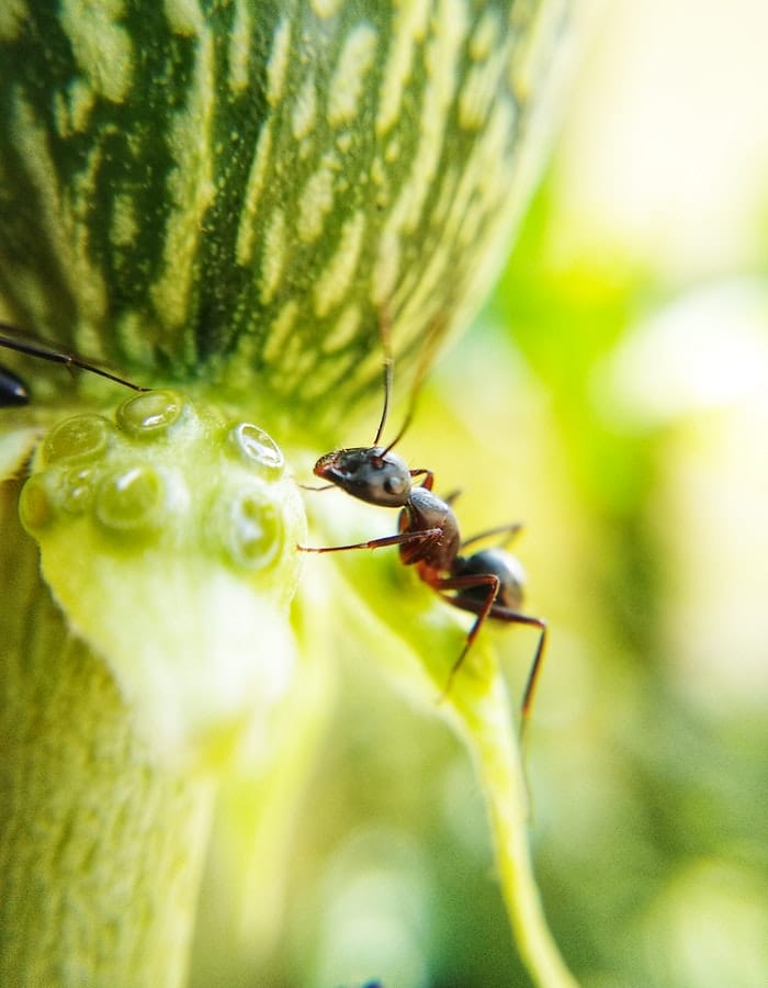 boy-ant-names