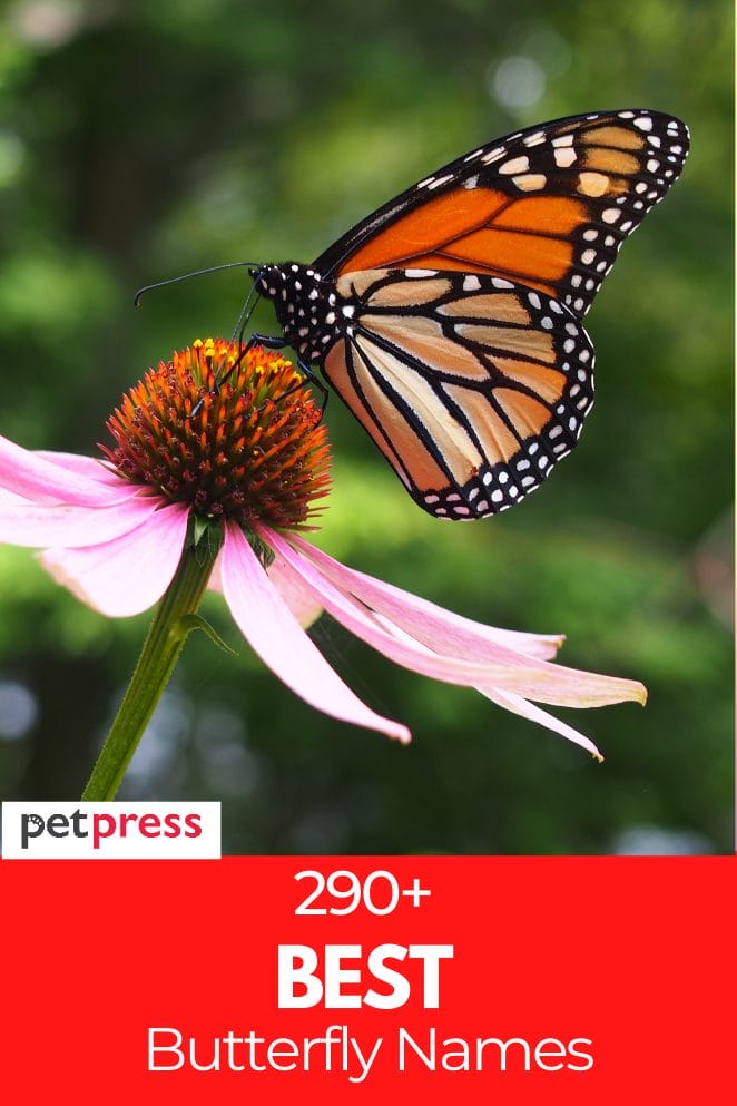 Butterfly Names