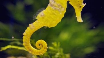 cool-seahorse-names