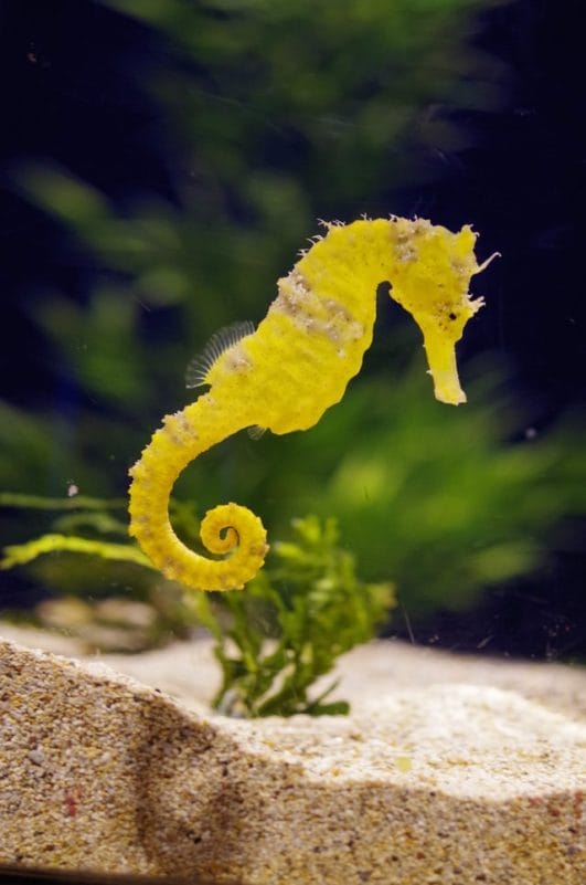 170+ Seahorse Names A Comprehensive List of Names For Seahorses