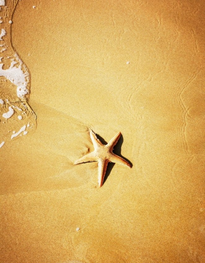 cool-starfish-names
