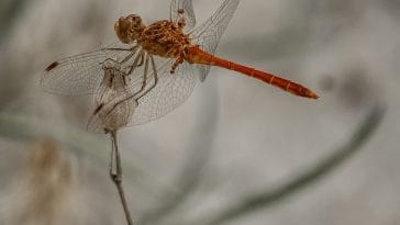 cute-dragonfly-names