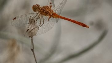cute-dragonfly-names
