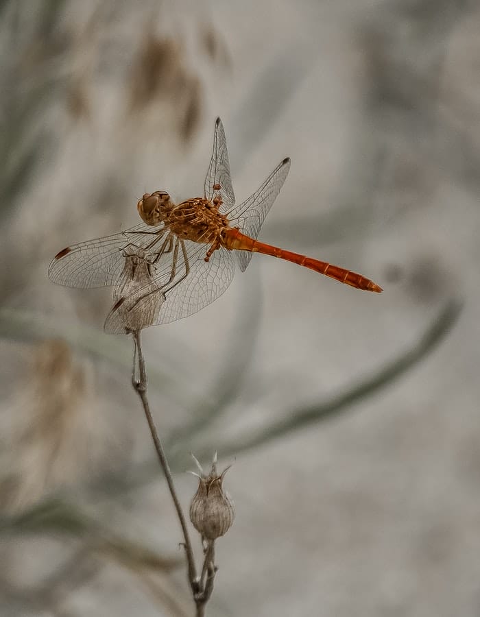 cute-dragonfly-names