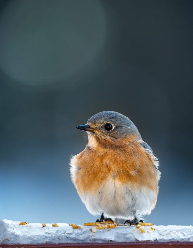 cute-robin-names