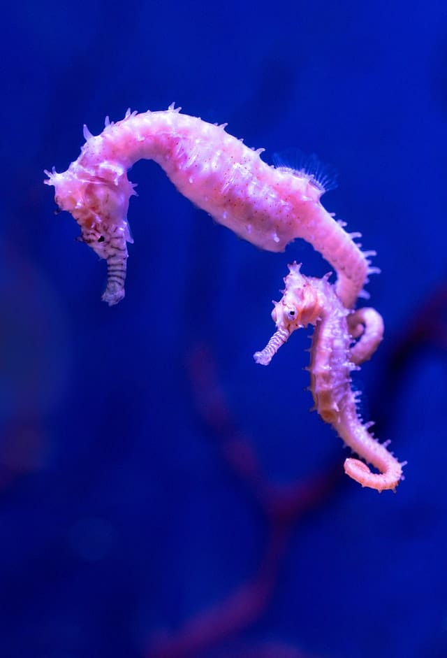 cute-seahorse-names