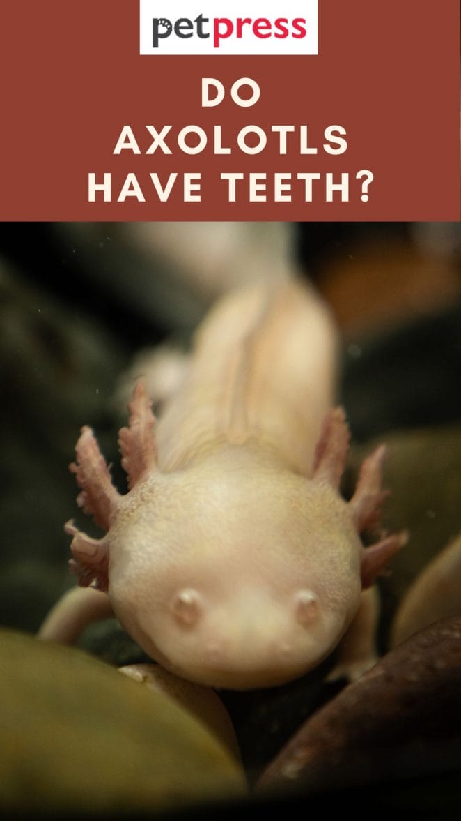 do axolotl have teeth