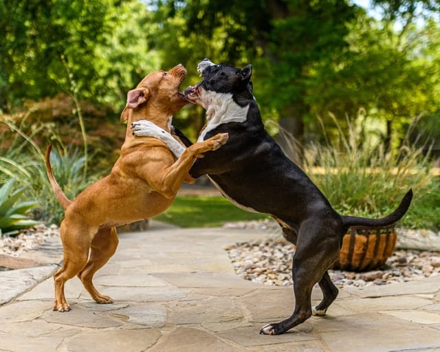 dog-attacks-dog