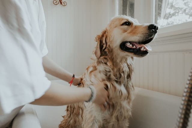 dog-bath