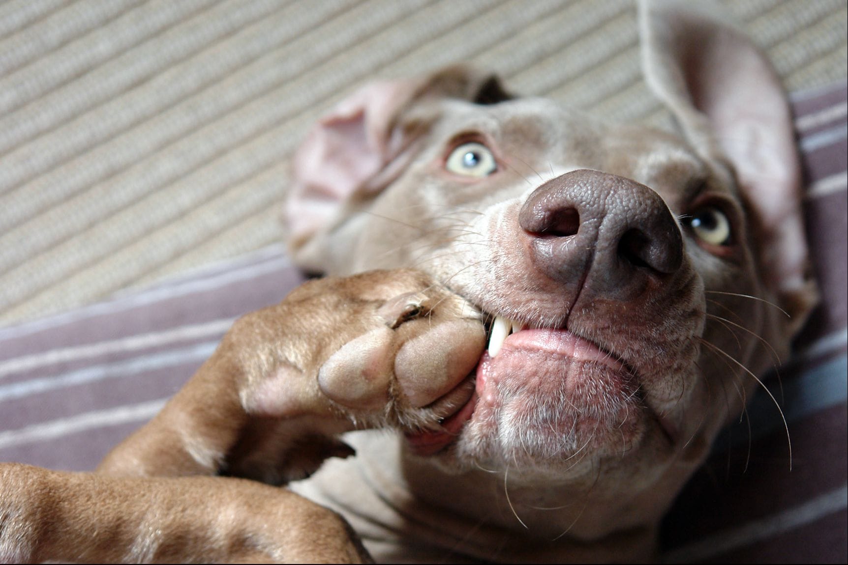 Why Dogs Chew Their Nails The Reasons Behind It