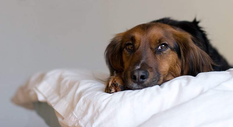 My Dog Goes Under the Bed: Reasons and Solutions